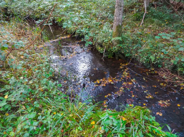 Den mörka floden i skogens djup. — Stockfoto