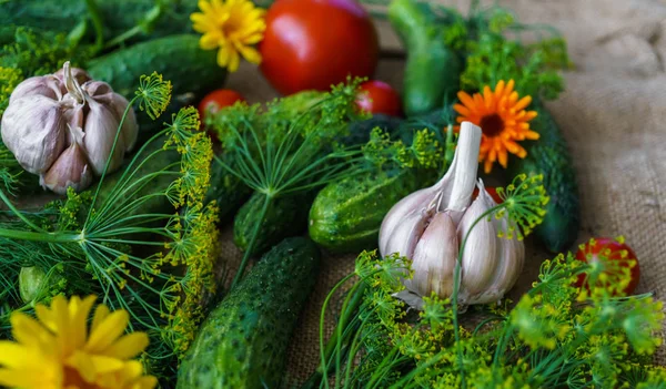 Bio-Gemüse.Eine Reihe von Rübengurken, Dill, Knoblauch und Tomaten. — Stockfoto