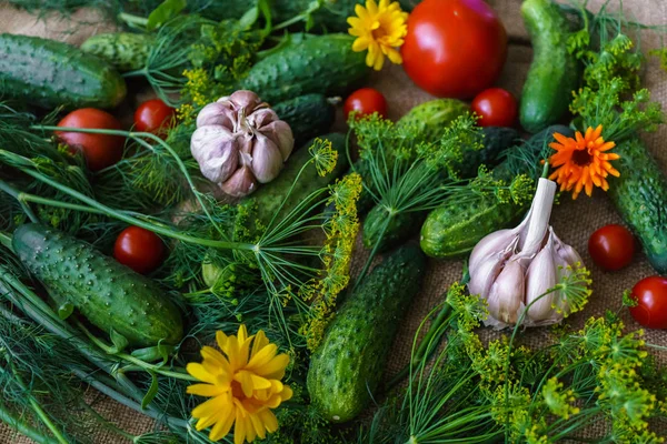 Bio-Gemüse.Eine Reihe von Rübengurken, Dill, Knoblauch und Tomaten. — Stockfoto