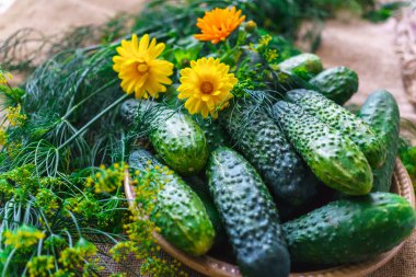 Masada taze, yeşil salatalık ve dereotu var..