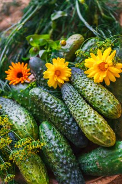 Masada taze, yeşil salatalık ve dereotu var..