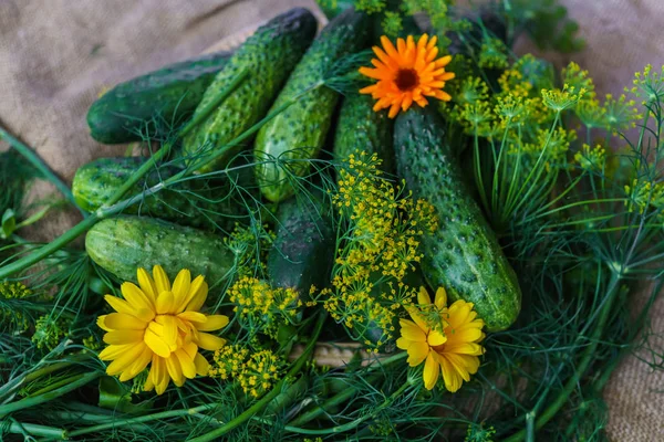 Pepino fresco y verde con eneldo en la mesa . — Foto de Stock