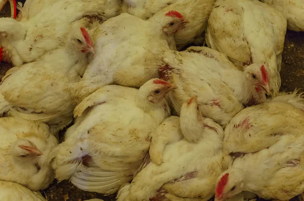 Chicken poultry farm. White hens, a source of natural meat. Broiler chicken for healthy meat.