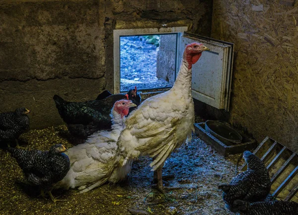Un poulet avec une dinde dans une grange sur une ferme familiale — Photo