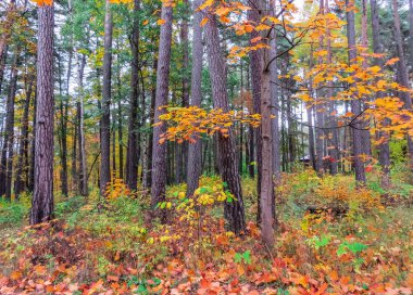 Sonbaharda çok renkli sarı, kırmızı, yeşil yapraklar.