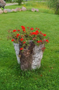 Eski bir kütükten yapılmış bir saksı..