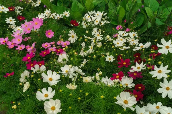 有白色、粉色、红色、紫色花的Ischaschnye植物. — 图库照片