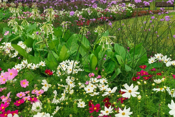 Kosmeja. Ischaschnye rostliny s bílými, růžovými, červenými, fialovými květy. — Stock fotografie
