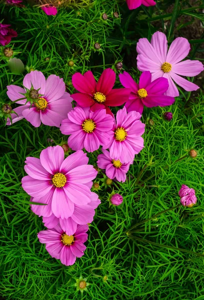 Kosmeya.Ischaschnye plantas con flores blancas, rosadas, rojas, púrpuras . — Foto de Stock