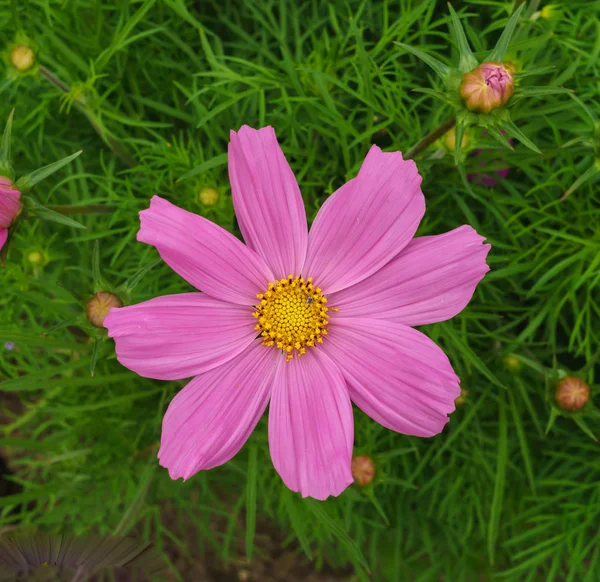 Kosmeya.Ischaschnye plantas con flores blancas, rosadas, rojas, púrpuras . — Foto de Stock