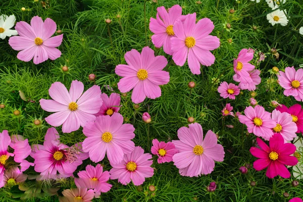 Kosmeya.Ischaschnye plantas con flores blancas, rosadas, rojas, púrpuras . — Foto de Stock