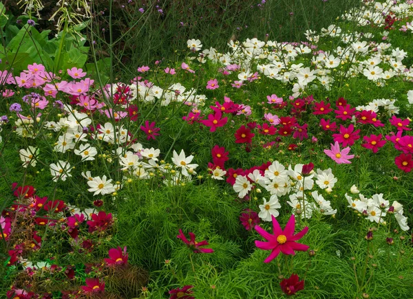 Kosmeja. Ischaschnye rostliny s bílými, růžovými, červenými, fialovými květy. — Stock fotografie