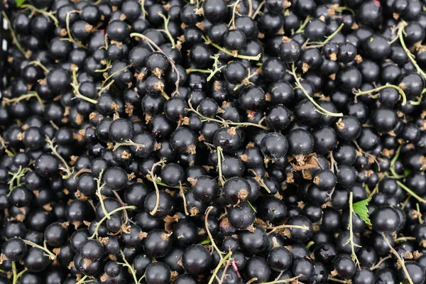 Cassis frais conditionné pour la vente dans une boîte . — Photo