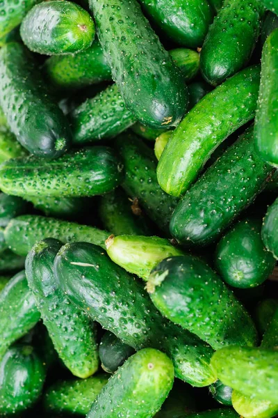 Fresh green cucumbers in a box in the market. — Stock Photo, Image