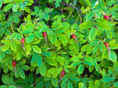 Yeşil yapraklı kırmızı gül kalçaları..