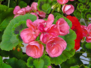 Arka plan olarak güzel, çok renkli sardunya çiçekleri, yakın plan.