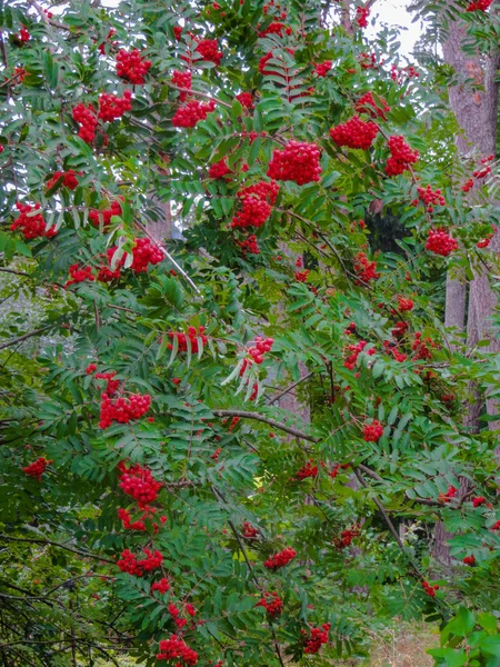 Rote reife Vogelbeeren auf den Zweigen. — Stockfoto