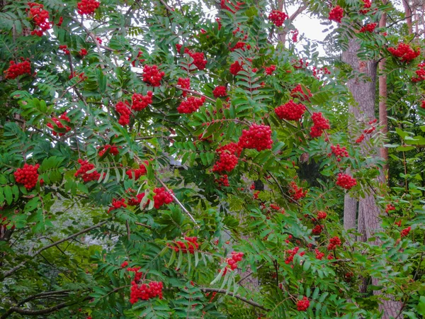 Red ripe rowan berries on the branches. — Stock Photo, Image