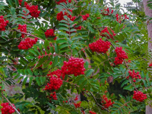 Rote reife Vogelbeeren auf den Zweigen. — Stockfoto