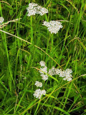 Arazide beyaz tarla çiçekleri.