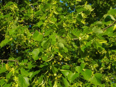 Yazın çiçek açtıktan sonra olgun ıhlamur tohumları..