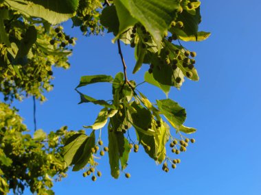 Yazın çiçek açtıktan sonra olgun ıhlamur tohumları..