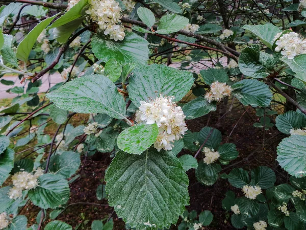 Decorative hawthorn flowers in spring in a city park. — ストック写真