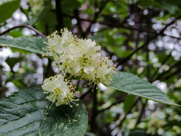 Decorative hawthorn flowers in spring in a city park. — ストック写真