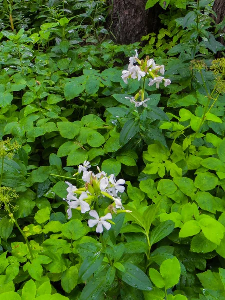 Biała Mylnianka, pięcioramienny dziki kwiat, jest rośliną zielną, wieloletnią, dwulicową, kwitnącą, krzewową z rodziny karyophyllaceae. — Zdjęcie stockowe