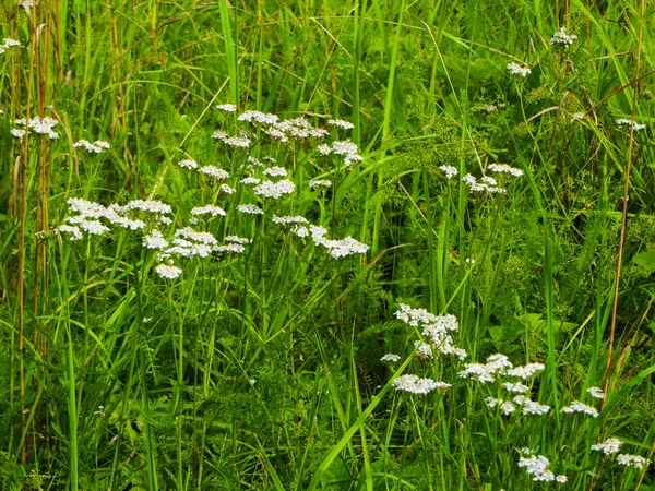 Білі квіти в дикій природі в полі . — стокове фото