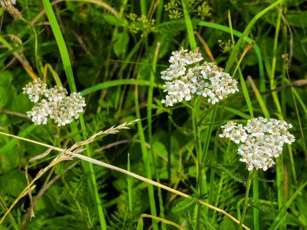 Witte yarrow bloemen in het wild in het veld. — Stockfoto