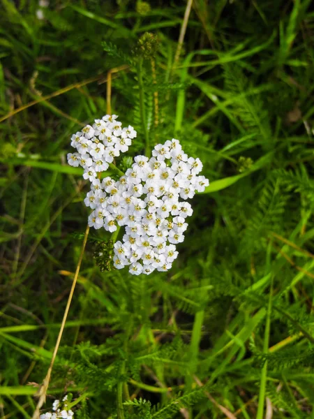 Fiori di achillea bianca in natura nel campo . — Foto Stock