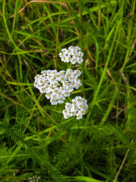 Fehér cickafarkú virágok a vadonban a mezőn. — Stock Fotó