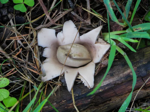 Raros hongos inexplorados en el bosque . — Foto de Stock