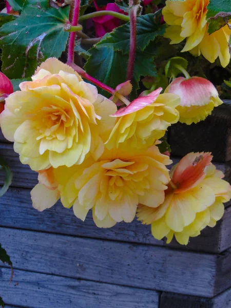 Terry flores begonia amarelo-laranja no jardim de verão . — Fotografia de Stock