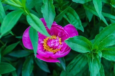 Yeşil yaprakların ortasında pembe şakayık lüks tomurcuk.