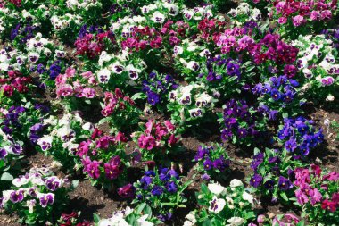 Parka dikilmiş bahar çiçekleri..