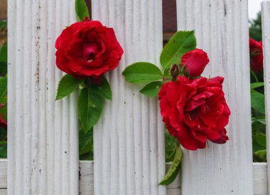 Çitlerin arasından güneşe bakan güzel kırmızı güller.