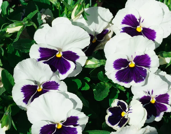 Parka dikilmiş bahar çiçekleri..