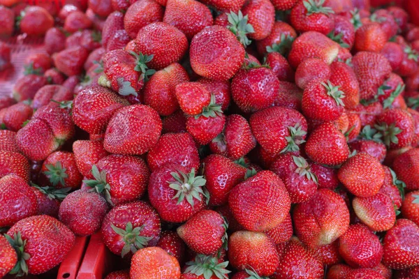 Bayas de fresas frescas, maduras y rojas esparcidas en una caja . — Foto de Stock