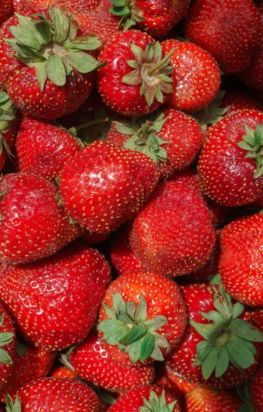 Bayas de fresas frescas, maduras y rojas esparcidas en una caja . — Foto de Stock