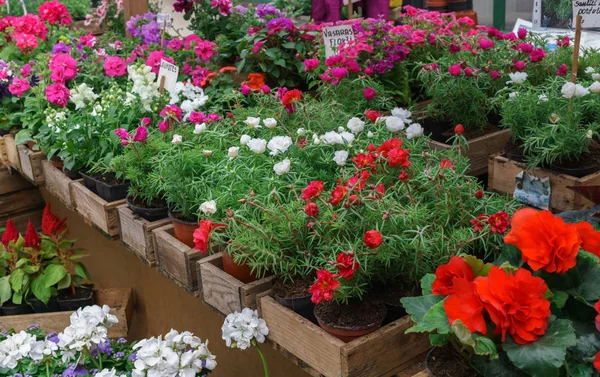 Řádky květinových sazenic na vesnickém trhu. — Stock fotografie