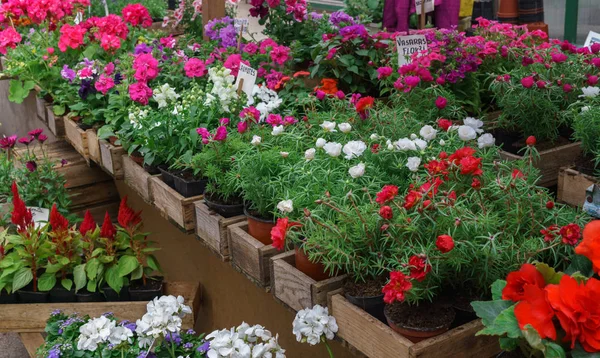 Řádky květinových sazenic na vesnickém trhu. — Stock fotografie