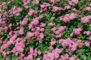 Beautiful pink flowers on the bushes in the garden. clipart