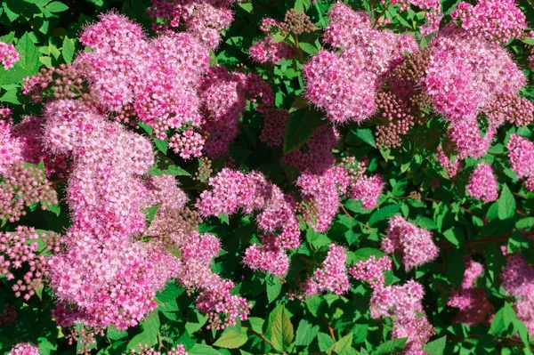 Mooie roze bloemen op de struiken in de tuin. — Stockfoto