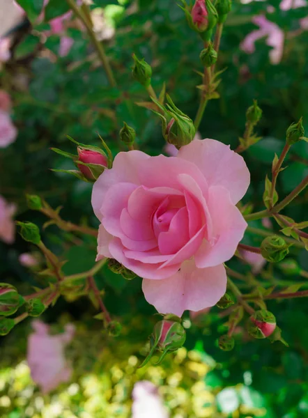 Schöne Rosen an den Sträuchern im Garten. — Stockfoto