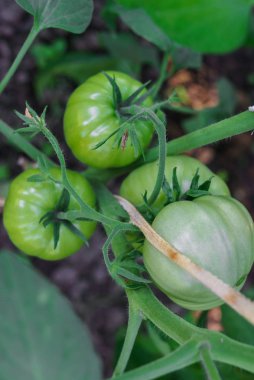 Dallarda yetişen yeşil domatesler. Bahçede yetiştirilmiş..