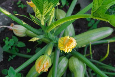 Bahçede olgunlaşan güzel yeşil kabak.