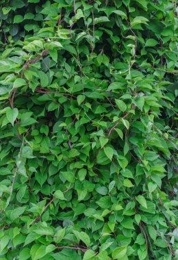 Yeşil yapraklı büyük bir Schizandra çalısı..