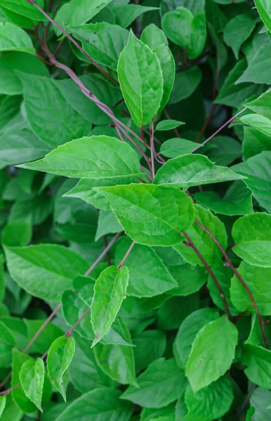 Um grande arbusto Schizandra com folhas verdes . — Fotografia de Stock